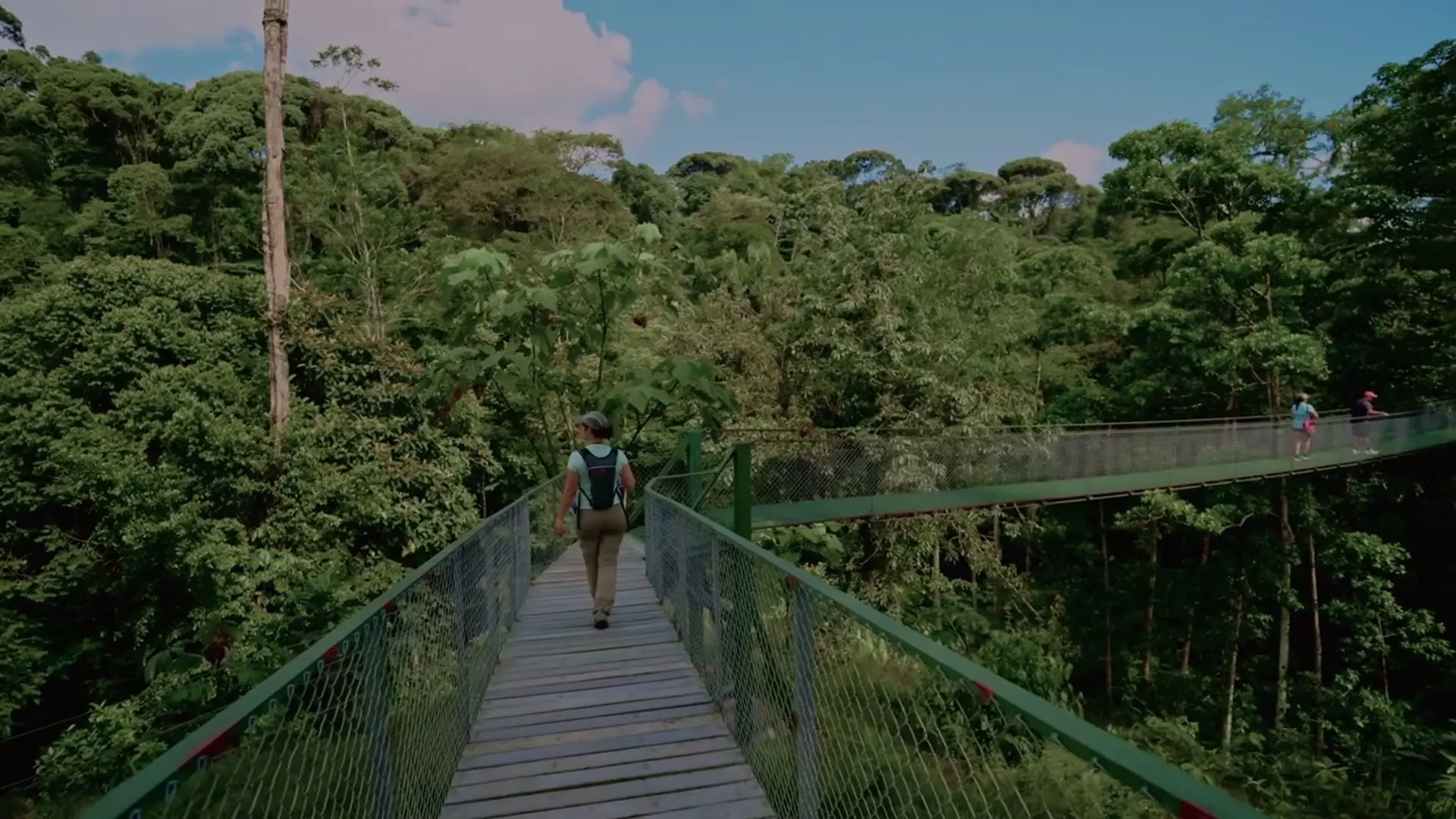 Hanging bridge over the rainforest at Kapok Hanging Bridges