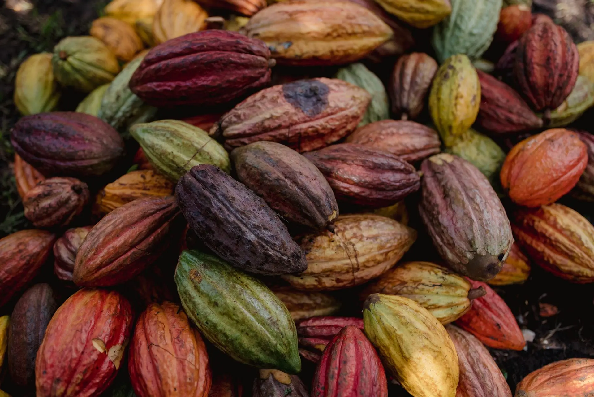 Mazorcas de cacao recién cosechadas